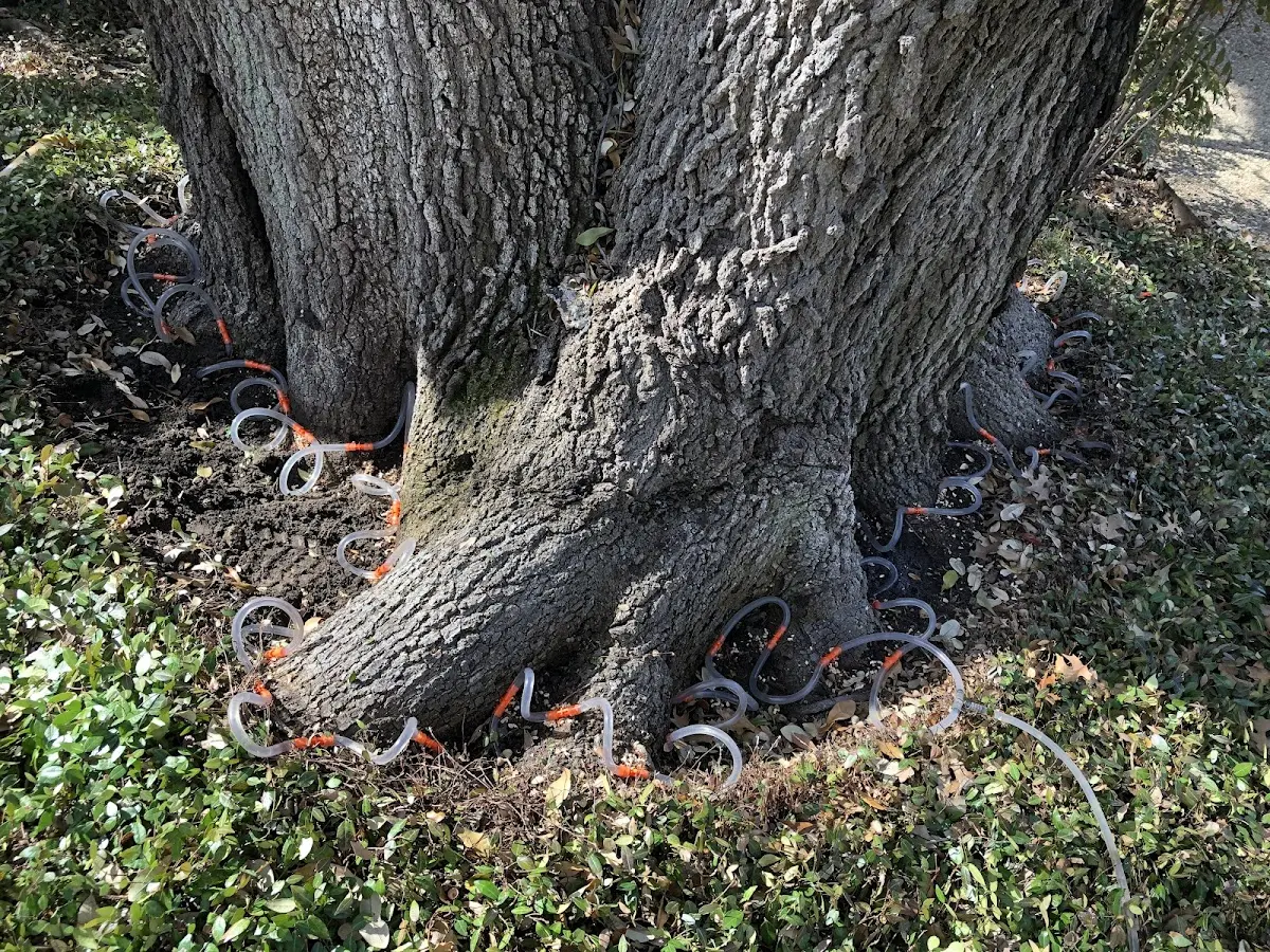 Detailed Tree Cabling and Bracing job site in Downing