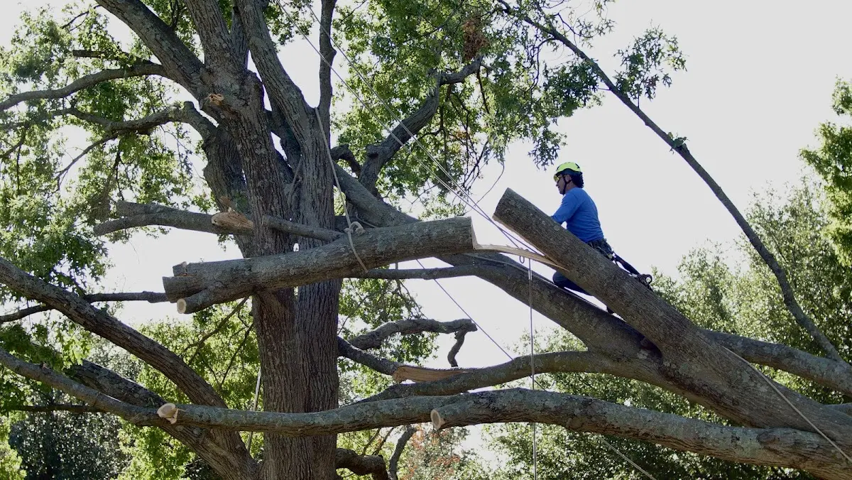 Professional Hazardous Tree Removal performed by certified arborists in Downing