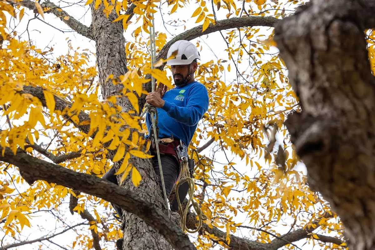 Skilled Tree Pruning crew working in Downing